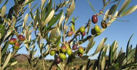 Donkey Hill Organic Products