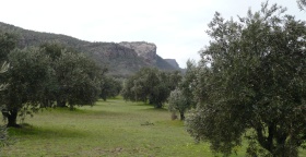 Grampians Olive Estate Australia