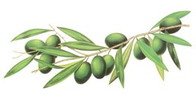 Sapori International
