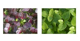 Micro Herbs