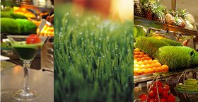 Bondi Wheatgrass Juice Company